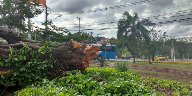 Árvore arrancada do chão mostra a força dos ventos na madrugada de 5 de junho: Campinas precisa aprimorar cada vez mais adaptação a mudanças climáticas (Foto José Pedro Martins)