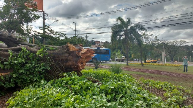 Árvore arrancada do chão mostra a força dos ventos na madrugada de 5 de junho: Campinas precisa aprimorar cada vez mais adaptação a mudanças climáticas (Foto José Pedro Martins) 