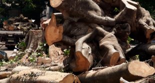 O que sobrou da árvore querida (Fotos José Pedro S.Martins)