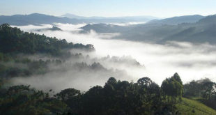 Cacalo_Monte Verde_monteverde02