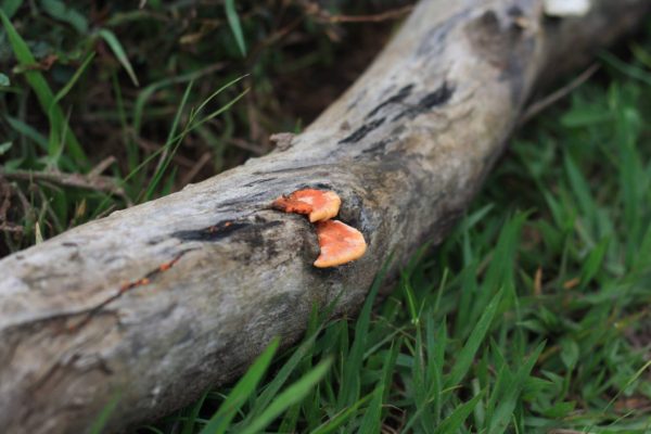 Importantes pesquisas realizadas em torno do uso dos cogumelos na saúde (Foto Arquivo Pessoal/André Sarria)