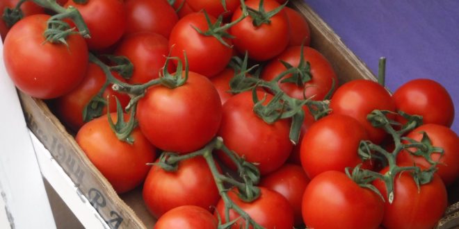 Os tomates vão recuperar o seu gosto? (Foto André Sarria)