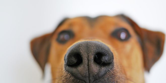 Cachorro detecta medo ou felicidade? (Foto Creative Commons )