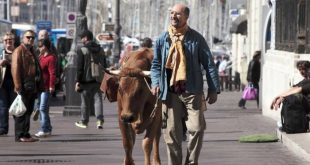 Fatah e sua vaca Jacqueline vivem situações que expõem o choque de realidade de quem vive e sobrevive bem longe do padrão europeu   Fotos: Divulgação