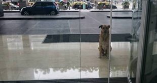 Crédito: Divulgação/Mascotas Puerto Madero Adopciones Responsables