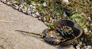 Crédito: Alex Guerrero/creativecommons.org