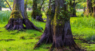 Crédito: Thomas Rousing/creativescommons.org