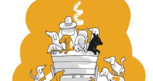 Ilustração: Well Junio, do estúdio Padoca