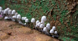 Cogumelos são objeto de importantes pesquisas (Foto Arquivo Pessoal/André Sarria)