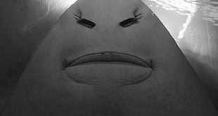 Crédito: PROHenrik Sandklef/creativecommons.org