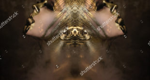 Crédito: Shutterstock