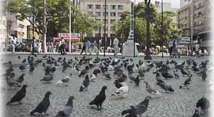 Crédito: Painel Histórico de Campinas