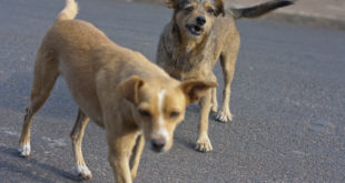 Cães percebem variações no campo magnético do planeta (Foto Andre Sarria)