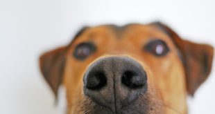 Cachorro detecta medo ou felicidade? (Foto Creative Commons )