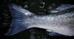 Foto: Creativecommons