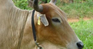 Animal usando os colares contendo o “cheio” do waterbuck. Na verdade os colares contêm os compostos químicos identificados pelos pesquisadores e que contribuem para formar o cheiro do waterbuck. Estes colares liberam os compostos e mantém as moscas para bem longe, protegendo o animal. (Fonte: Autores do trabalho)