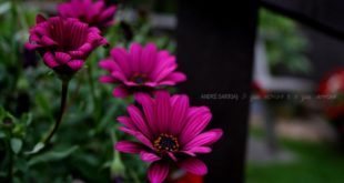 As plantas falam (Foto André Sarria)